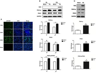 p21-Activated Kinase 4 Signaling Promotes Japanese Encephalitis Virus-Mediated Inflammation in Astrocytes